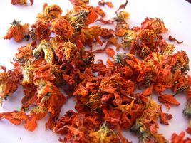 西域冰菊 西域冰菊