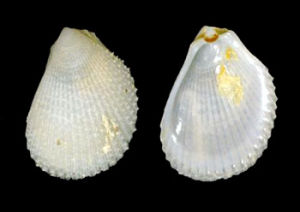 角耳雪銼蛤 Limaria basilanica