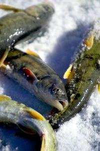 Gymnocypris przewalskii