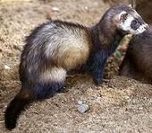 艾虎[動物物種]