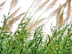 盈康農莊 盈康農莊