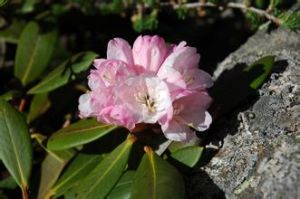 金背杜鵑 金背杜鵑