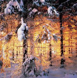 比昂·羅斯曼 比昂·羅斯曼