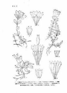 中國龍膽 中國龍膽