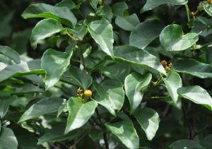 石岩楓（原變種）