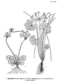 細蔓點地梅 細蔓點地梅