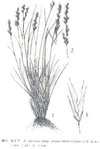 蒙古羊茅 蒙古羊茅