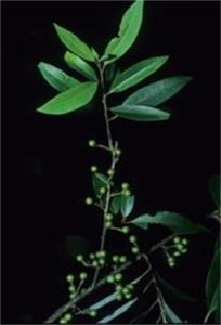 山胡椒組 山胡椒組