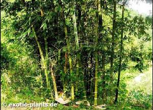 毛竿黃竹 毛竿黃竹