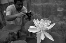 千年古蓮發芽之謎 千年古蓮發芽之謎