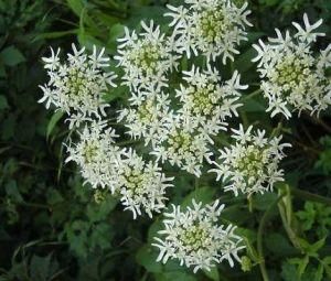 白芷種植技術 白芷種植技術