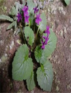 孔藥短筒苣苔 孔藥短筒苣苔