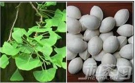 白果花茶 白果花茶