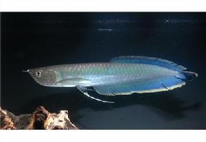 美洲黑帶龍魚 美洲黑帶龍魚