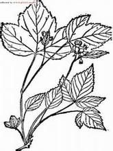 聶拉木懸鉤子 聶拉木懸鉤子