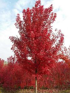 紅冠紅楓 紅冠紅楓