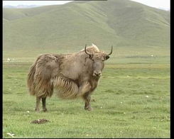 新疆巴州氂牛 新疆巴州氂牛