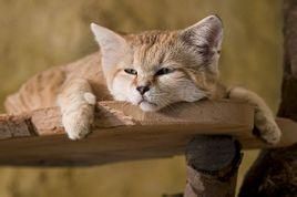 沙丘貓巴基斯坦亞種 沙丘貓巴基斯坦亞種