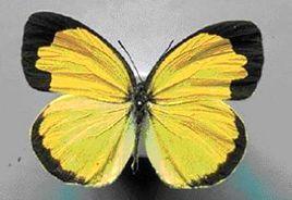 江崎黃蝶 江崎黃蝶