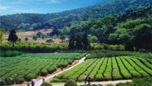 綠色生態園 綠色生態園