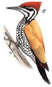 菲律賓啄木鳥
