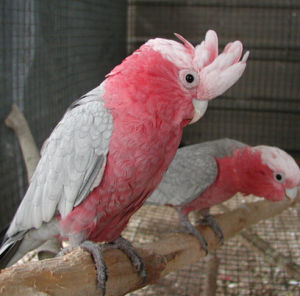 粉紅胸鳳頭鸚鵡