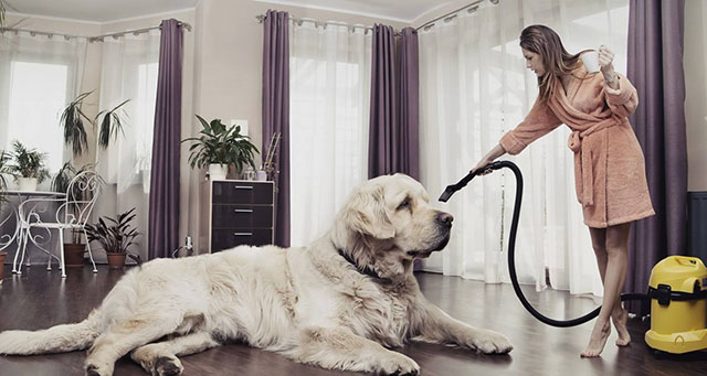 如何消除屋內的寵物味道 如何消除屋內的寵物味道