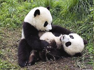 中國贈送新加坡的大熊貓凱凱和嘉嘉
