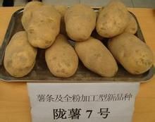 隴薯7號 隴薯7號