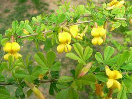 金雀兒屬 金雀兒屬