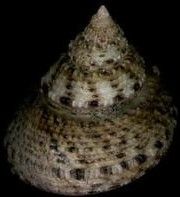 朝鮮土耳其螺 朝鮮土耳其螺