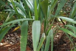 絨葉仙茅 絨葉仙茅