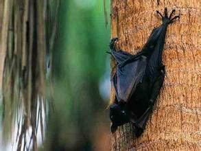 棕果蝠 棕果蝠
