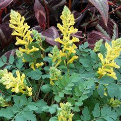 高冠黃堇 高冠黃堇