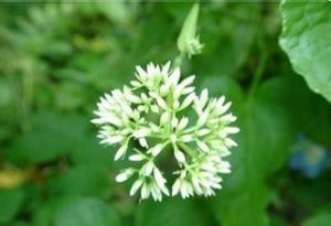 絹葉異裂菊 絹葉異裂菊