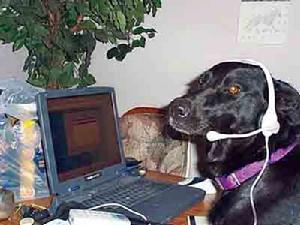 美國:狗狗享受特權配上手機迷路也不怕 美國:狗狗享受特權配上手機迷路也不怕