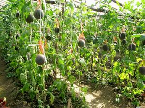 （圖）馬路鎮現代農業示範園