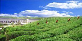 浙江五鳳鄉 浙江五鳳鄉