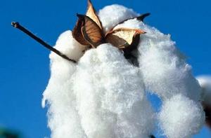 棉 棉