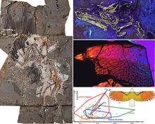 正型標本頭骨LSF成像骨組織結構、原始鳥類的翼載—展弦比分布圖