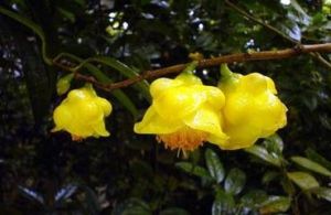 小果金花茶葉 小果金花茶葉