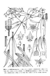 柳葉茜草 柳葉茜草