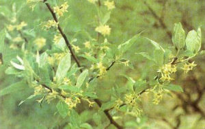 蘭坪胡頹子 蘭坪胡頹子