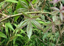 紅毛五加皮 紅毛五加皮