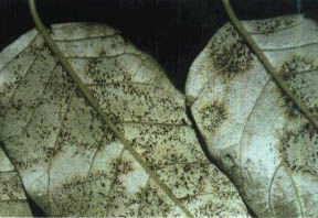 臭椿球針殼 臭椿球針殼