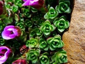 對葉虎耳草 對葉虎耳草