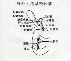 肝外膽道系統解剖