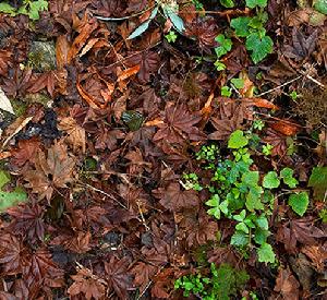 林地被覆物 林地被覆物