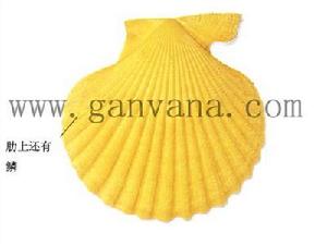 澳大利亞海扇蛤 澳大利亞海扇蛤