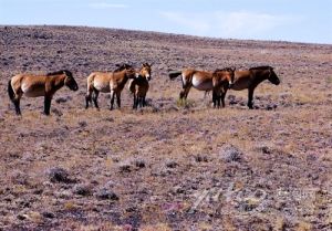 （圖）機警性強的野馬